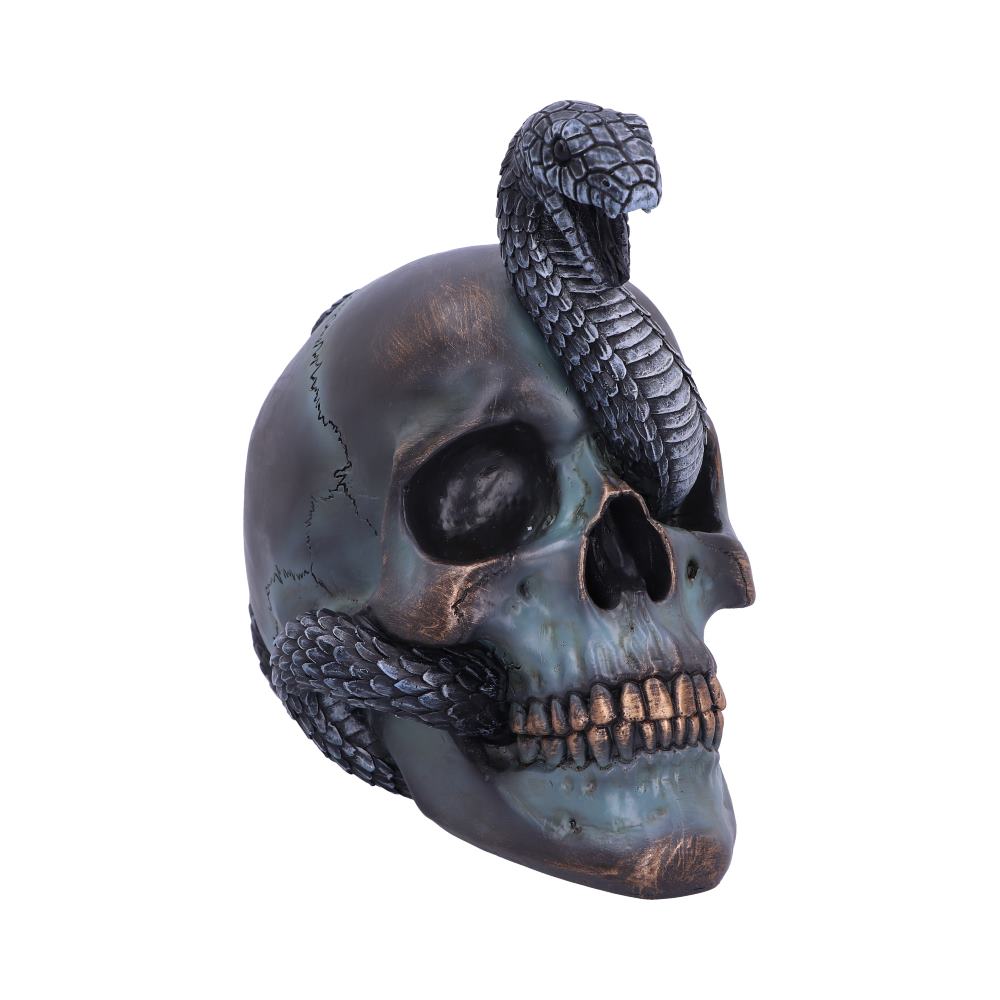 Snake skull.