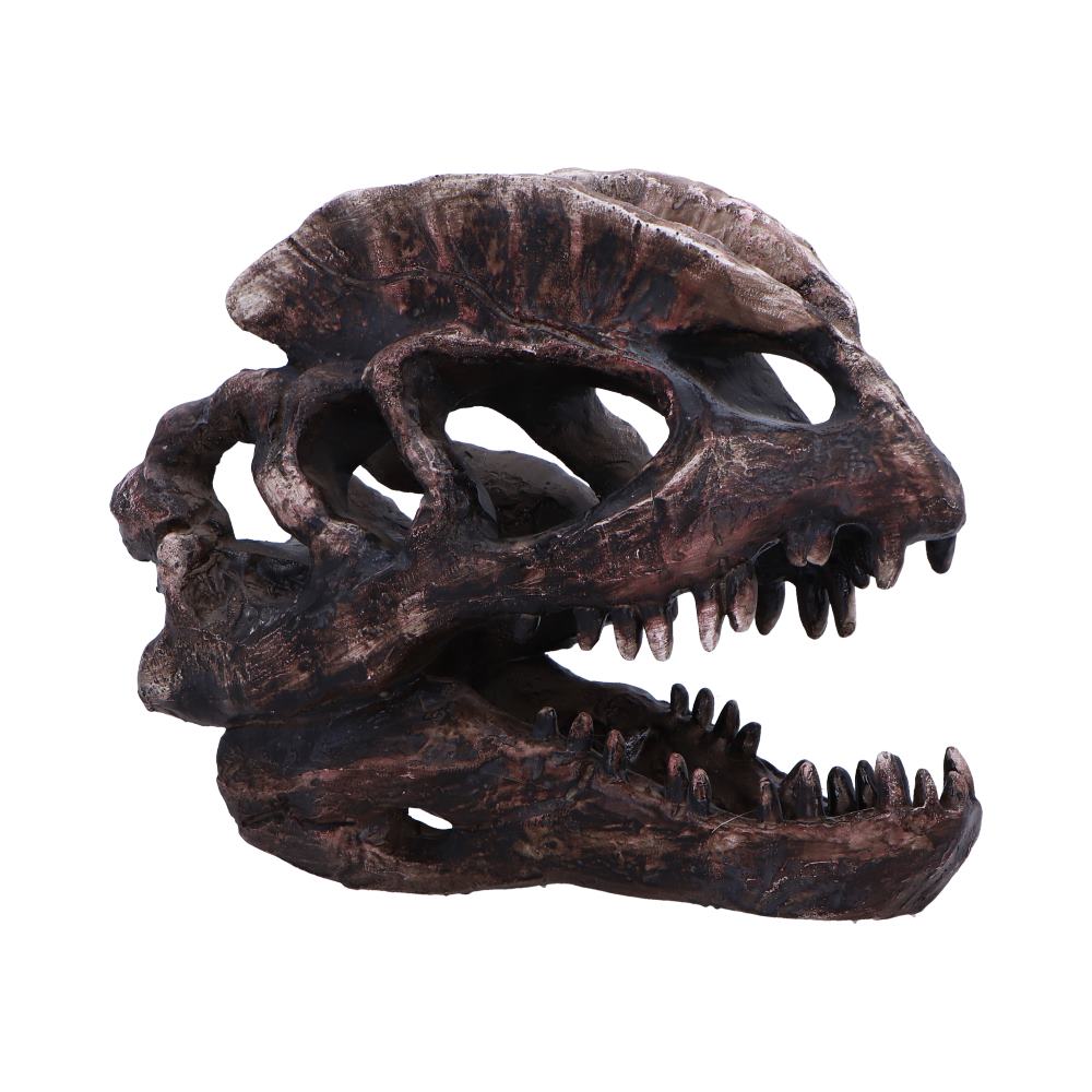 Authentic fossil-style Dilophosaurus skull replica with detailed craftsmanship