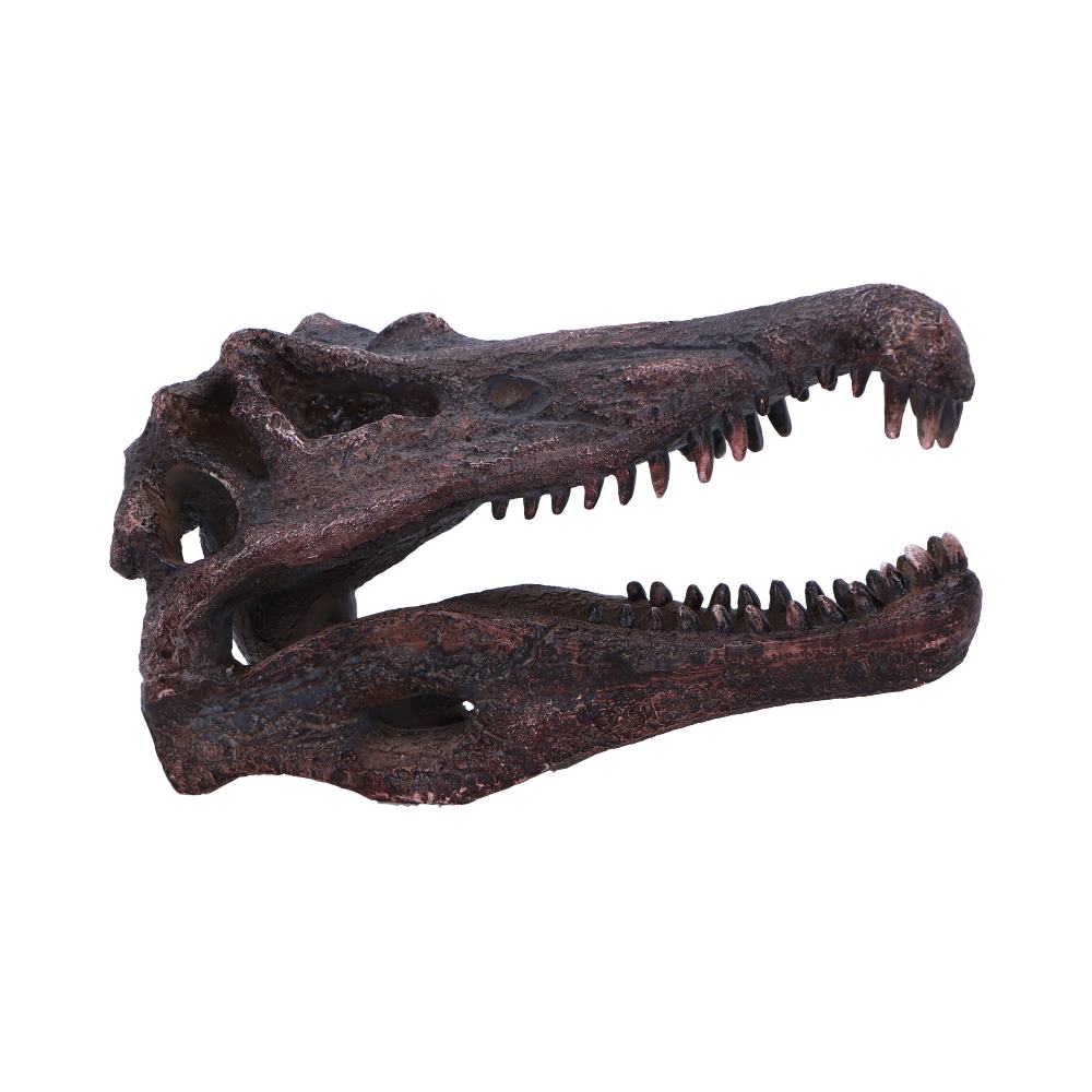 Authentic fossil-style Spinosaurus skull replica inspired by the largest carnivorous dinosaur
