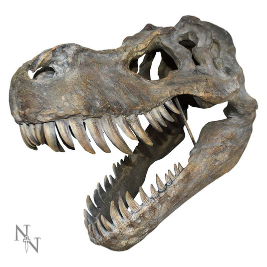 Wall Hanging T-Rex Skull.