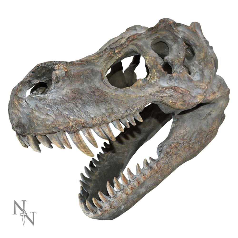 Wall Hanging T-Rex Skull