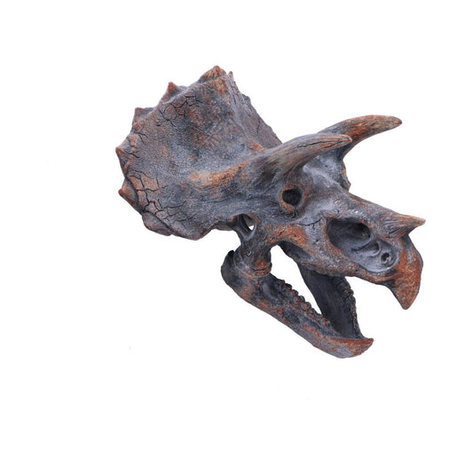 Triceratops Skull