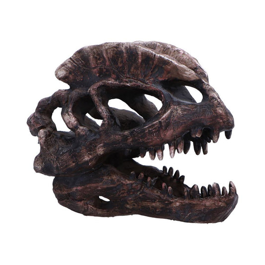 Authentic fossil-style Dilophosaurus skull replica with detailed craftsmanship