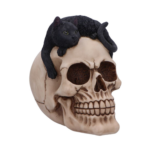 Skull Head with Black Cat